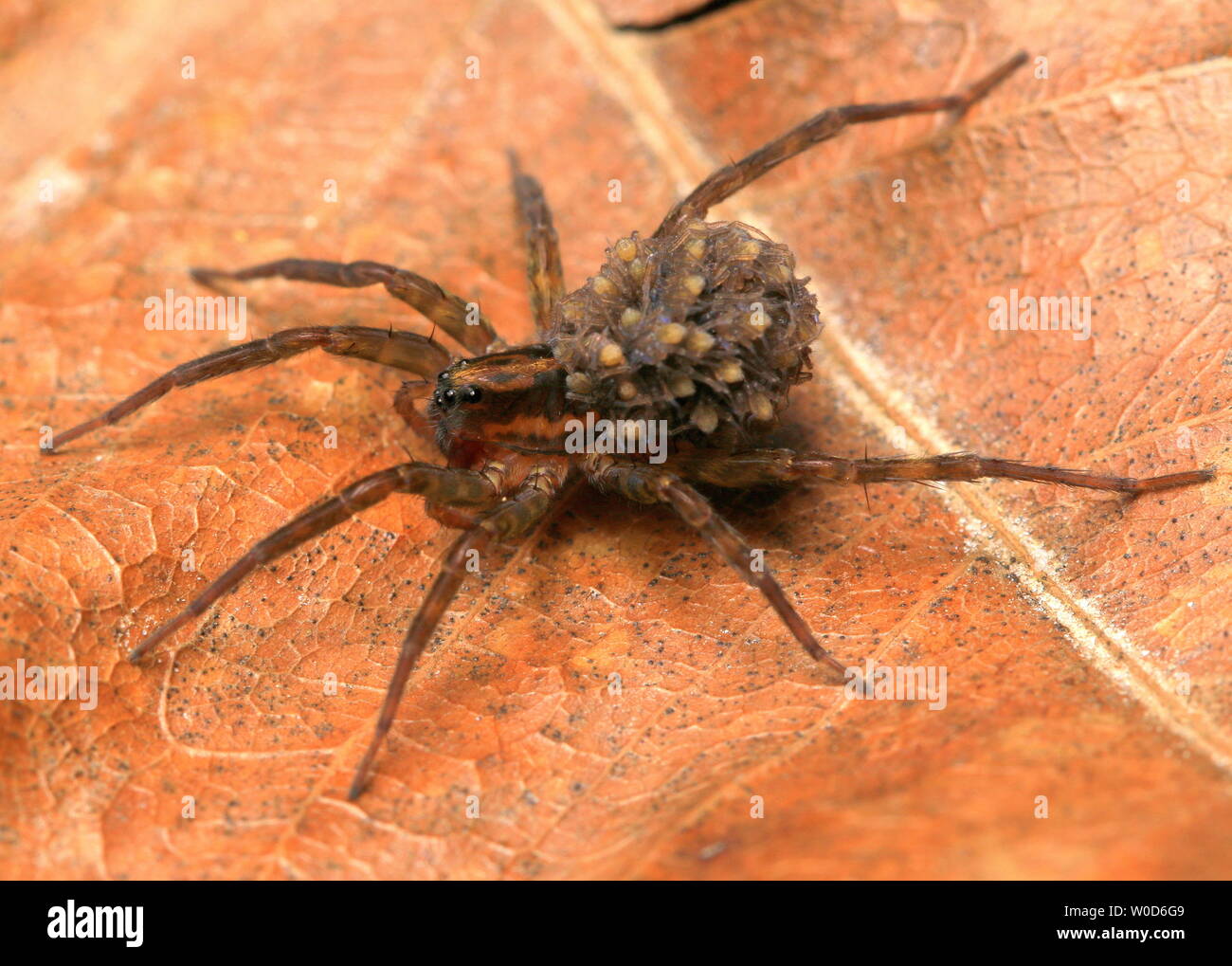 Wolf Spider e neonati Foto Stock