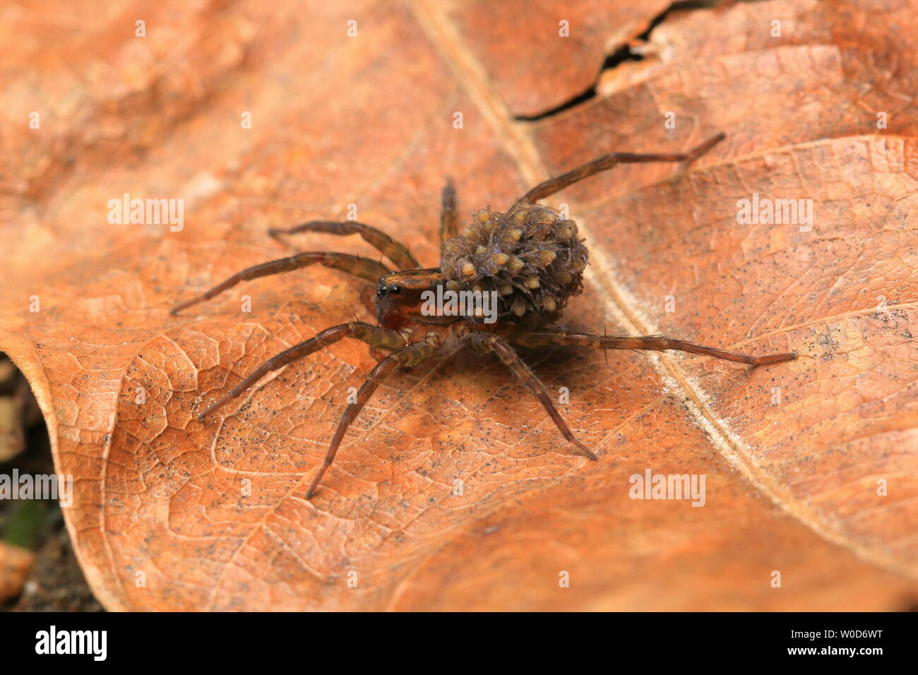 Wolf Spider e neonati Foto Stock