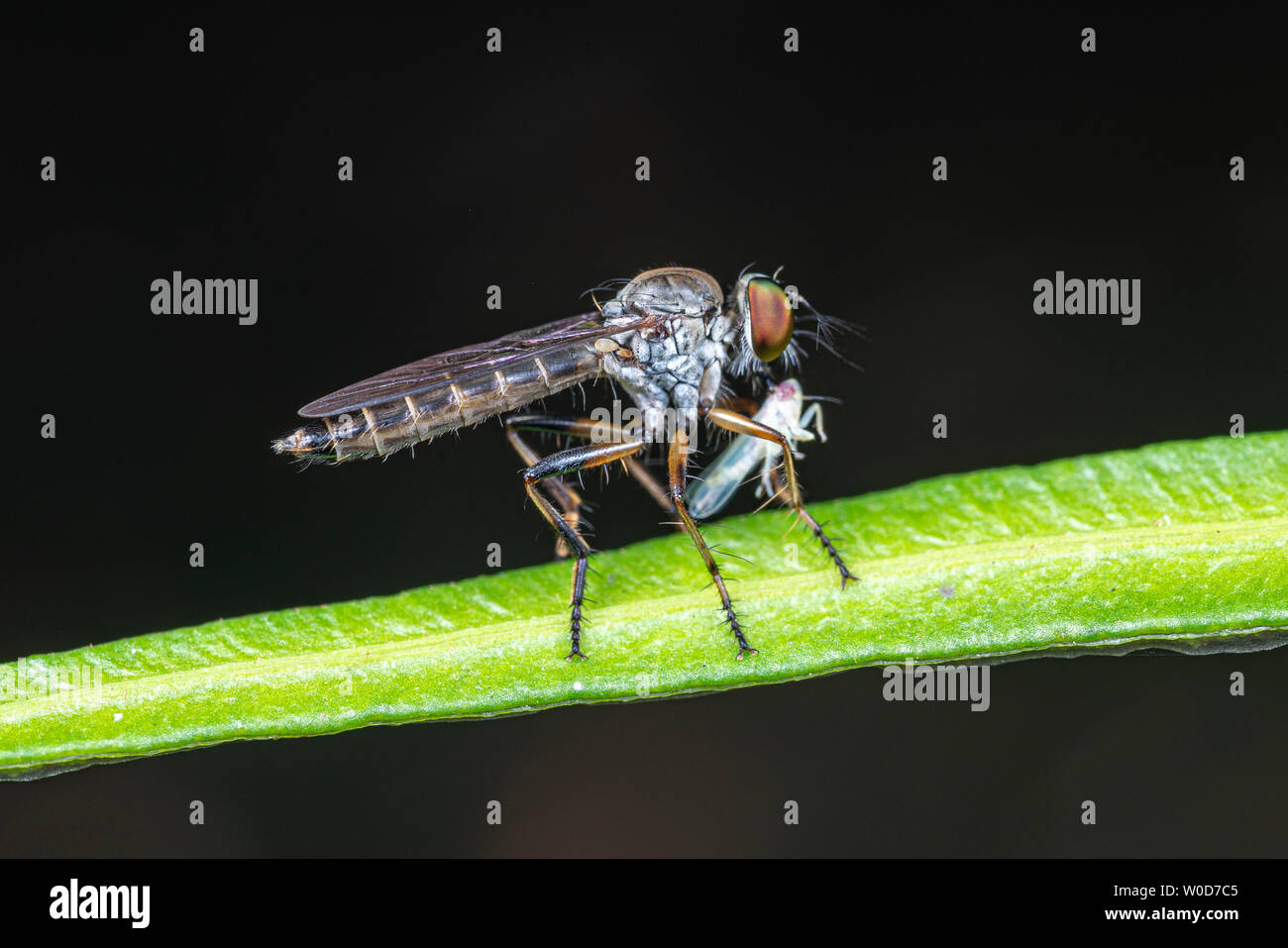 Robber fly, Asilidae, mangiare la sua preda leafhopper Foto Stock