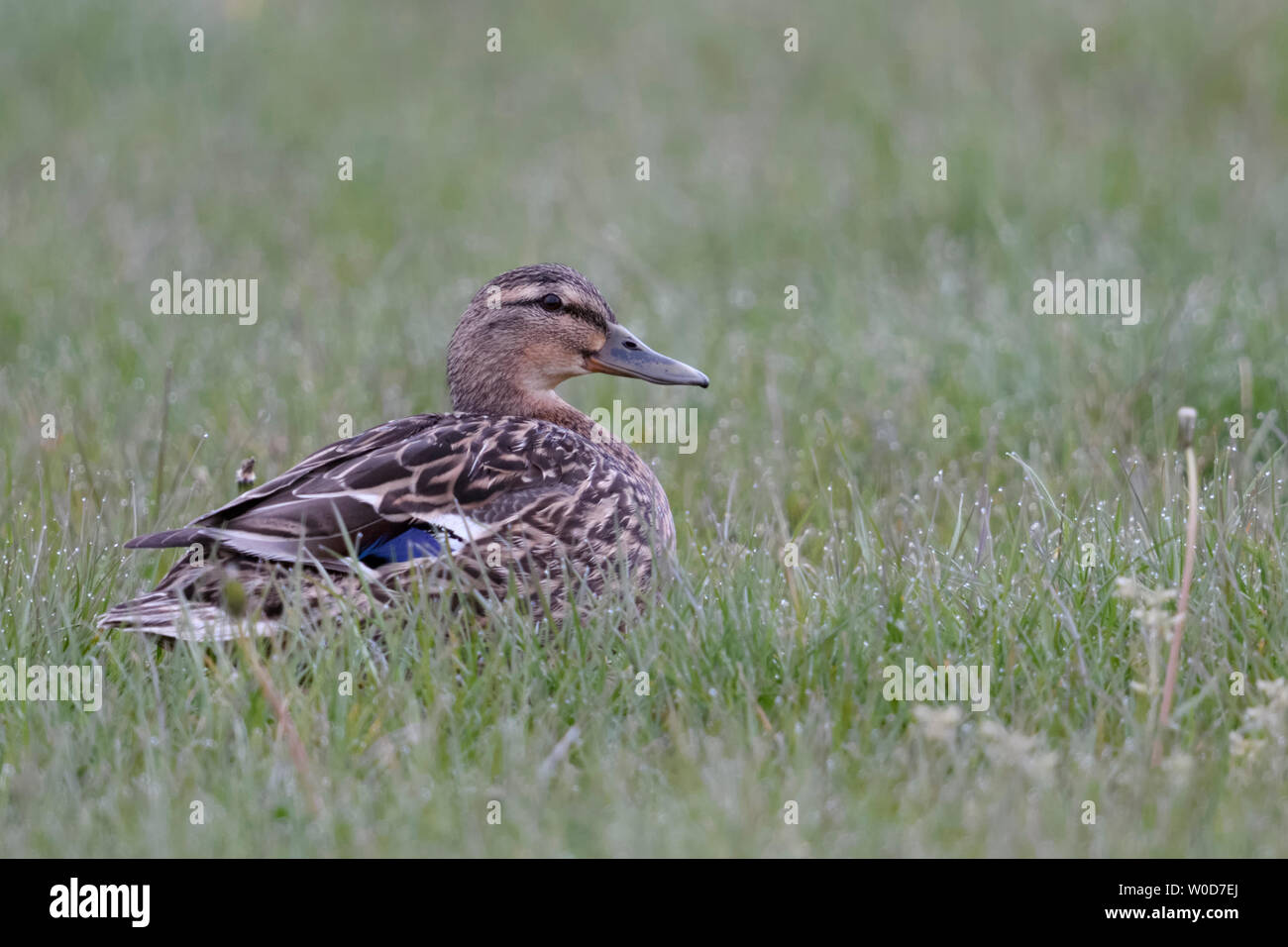 Mallard / Anatra selvatica (Anas platyrhynchos ), femmina adulta, seduta / in appoggio su una rugiada praterie umide, in un prato, fauna selvatica, l'Europa. Foto Stock