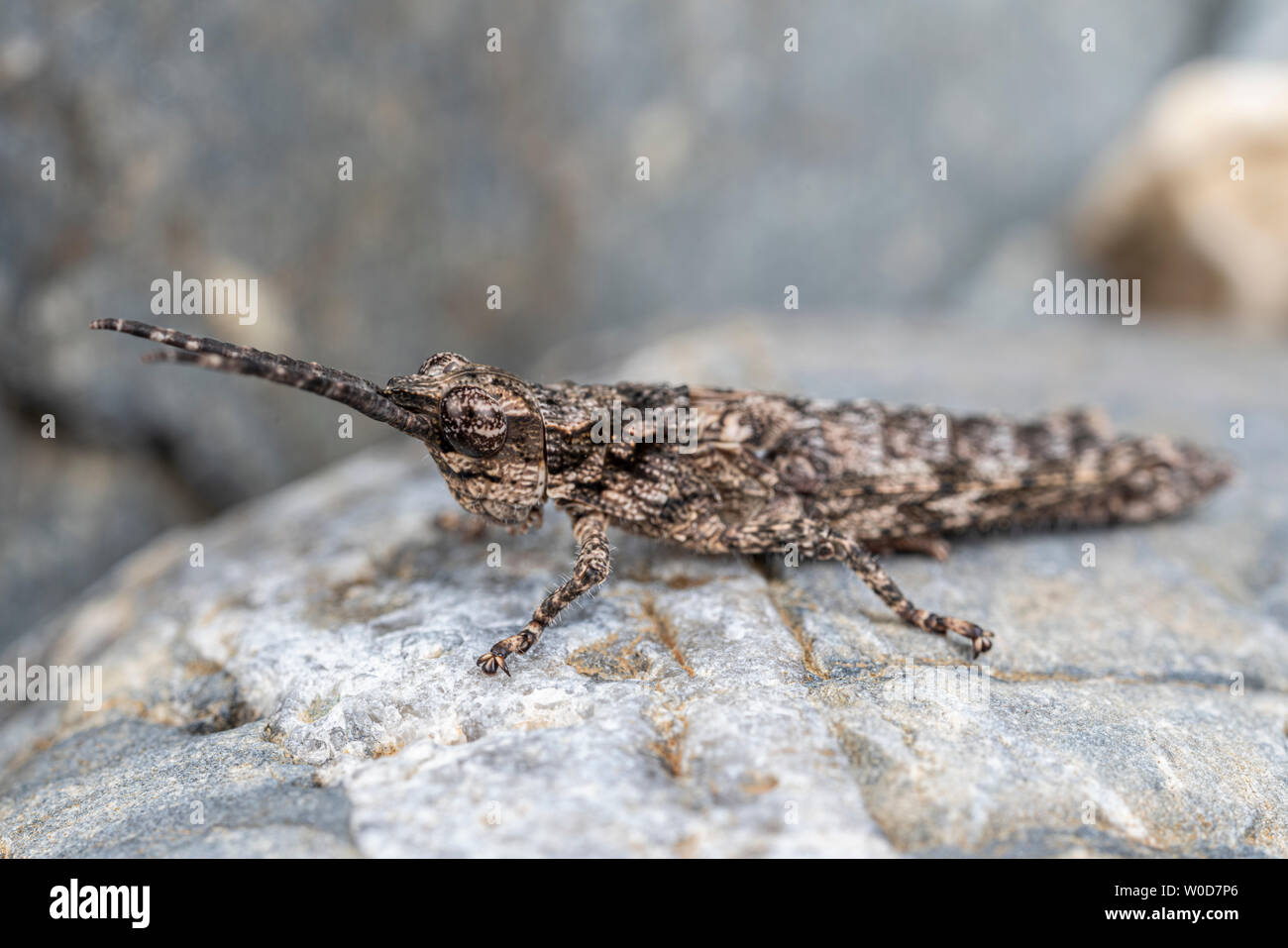 Chiazzato mimetizzata grasshopper, Orthoptera, su roccia Foto Stock