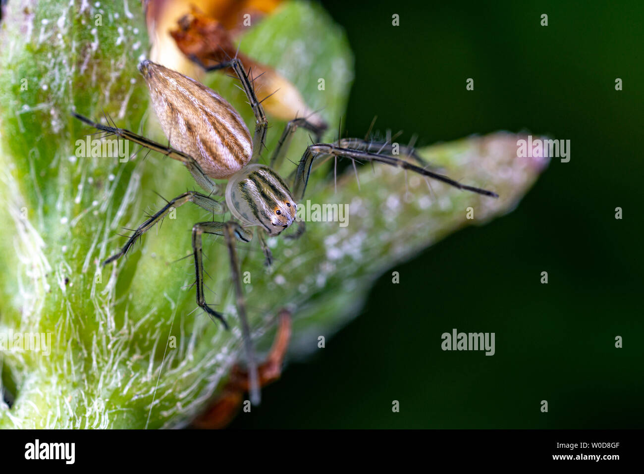 Oxyopes papuanus, northern lynx spider, la caccia su un fiore Foto Stock