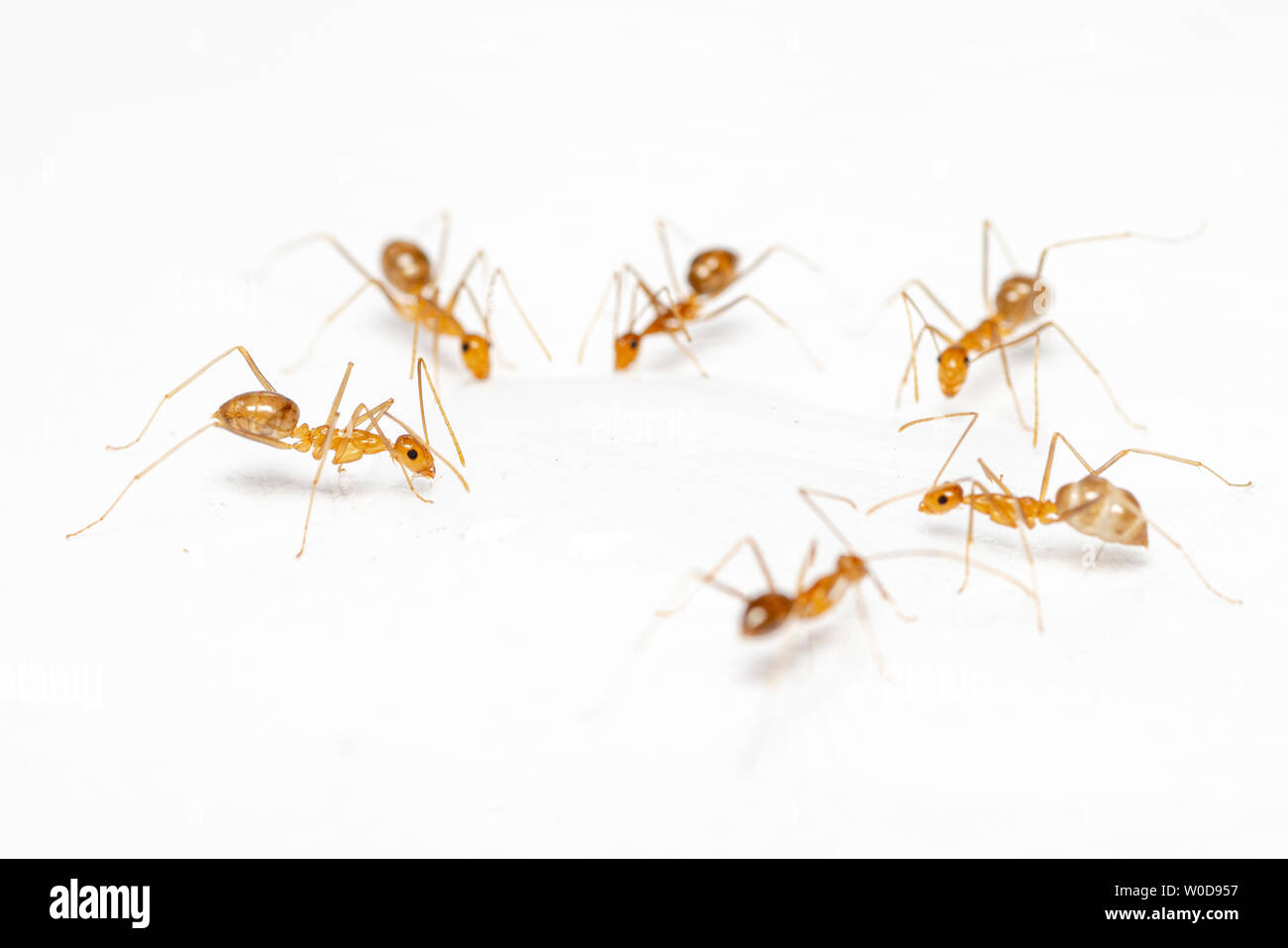 Anoplolepis gracilipes, Giallo pazzo formiche, alimentazione sul cibo versato in una cucina Foto Stock