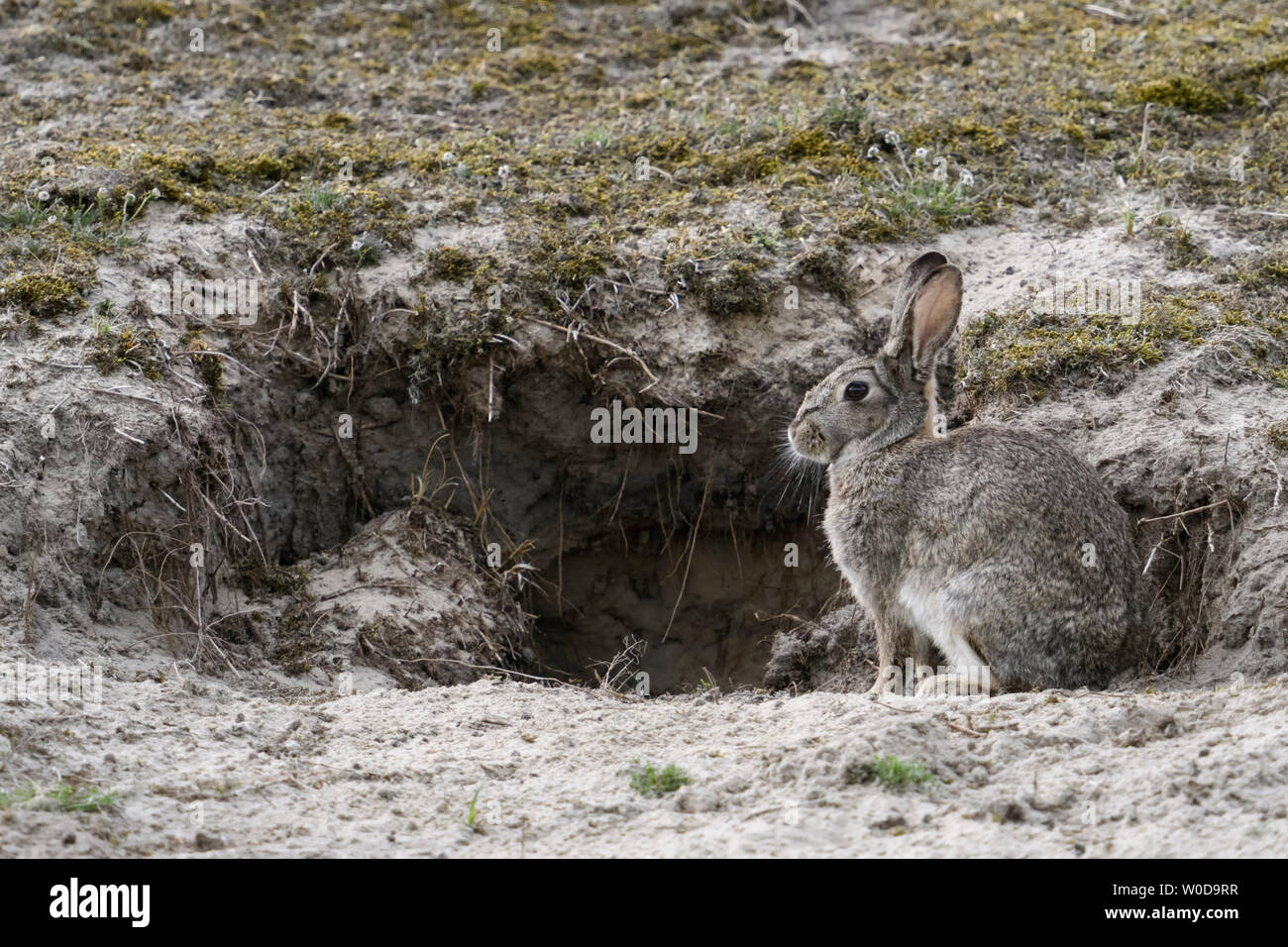 Coniglio europeo ( oryctolagus cuniculus ), adulto, seduta in font di coniglio burrow nelle dune, fauna selvatica, l'Europa. Foto Stock