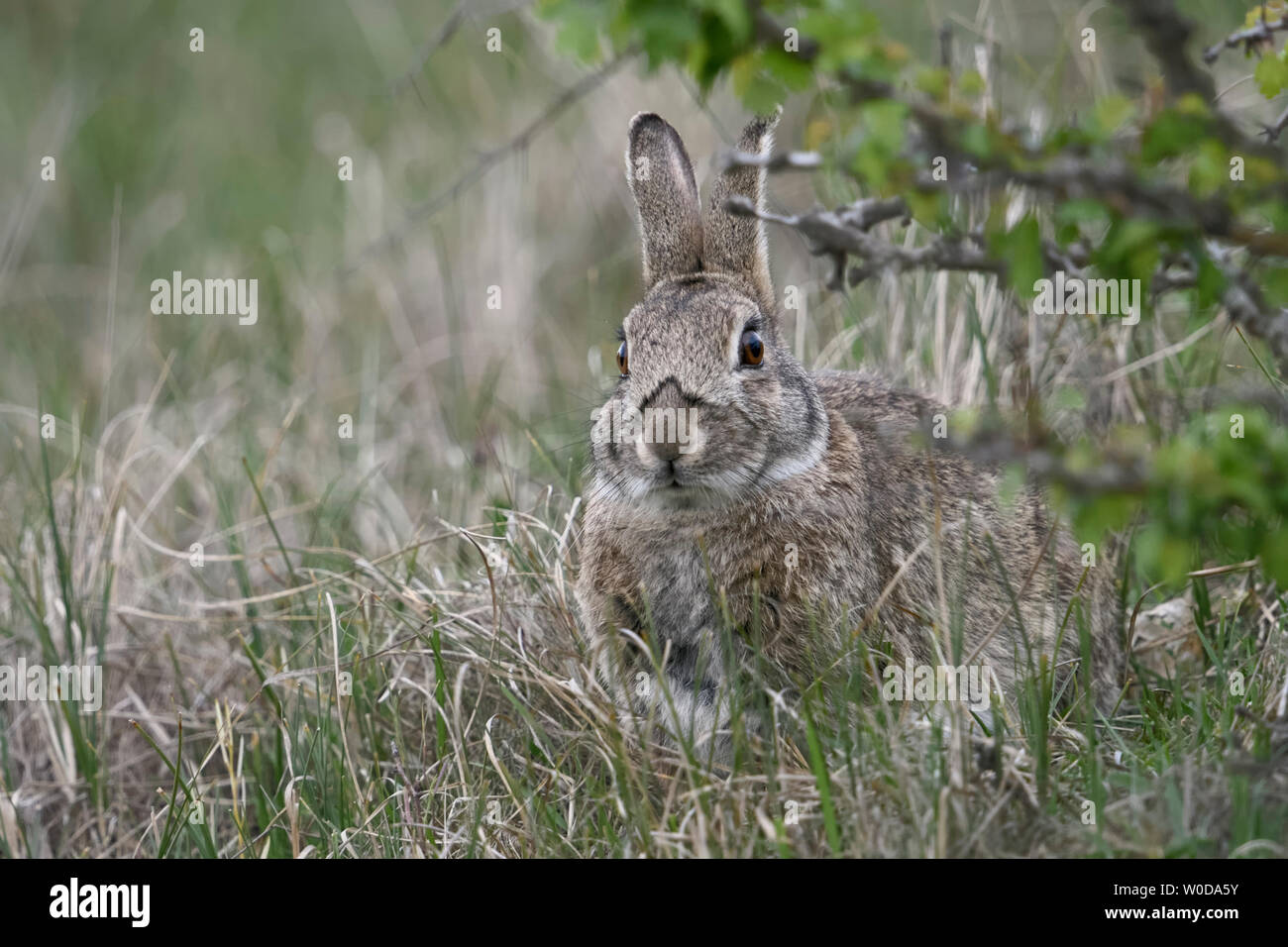 / Coniglio Coniglio europeo ( oryctolagus cuniculus ), adulto, nascondere sotto i cespugli, sembra carino, fauna selvatica, l'Europa. Foto Stock