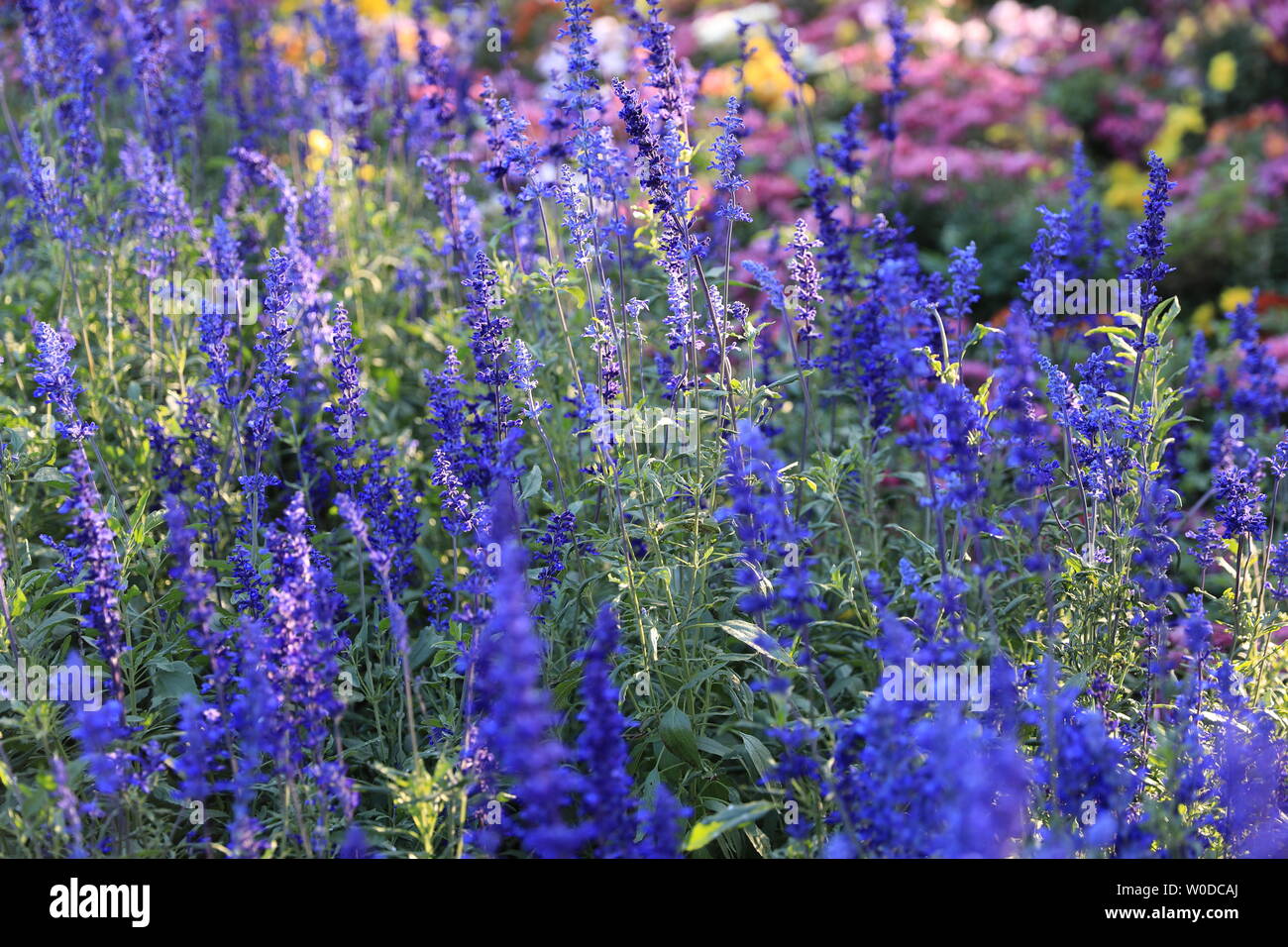 Fiore ed erba Foto Stock