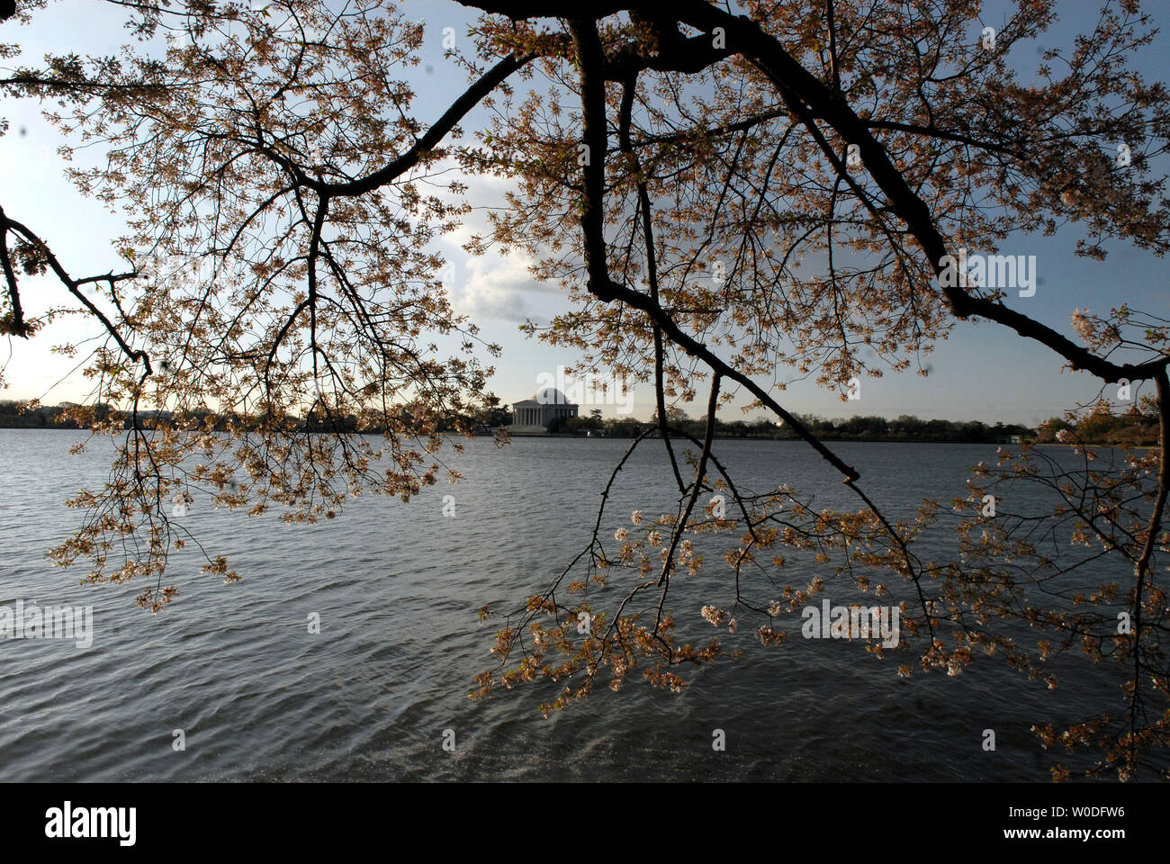 Il Thomas Jefferson Memorial è vista incorniciata da fioriture vivaci fioriture sul bacino di marea a Washington il 5 aprile 2007. La fioritura dei fiori di ciliegio è un celebre evento annuale a Washington, segnalazione l inizio della primavera e onorando la storia degli alberi che per primi sono state piantate nel 1912 da First Lady Helen Taft e Viscountess Chinda del Giappone. (UPI foto/Kevin Dietsch) Foto Stock