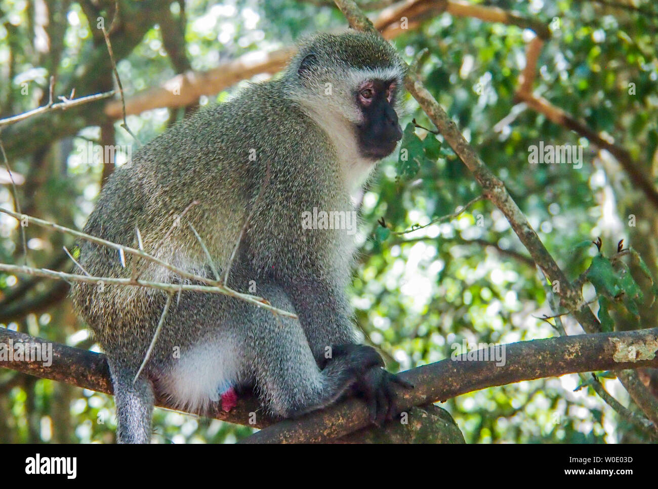 Sud Africa, provincia del Capo Occidentale, Garden Route, la natura della Valle, Monkeyland Primate Santuario, Vervet monkey (Grivet) (Chlorocebus) (green monkey) in una struttura ad albero Foto Stock