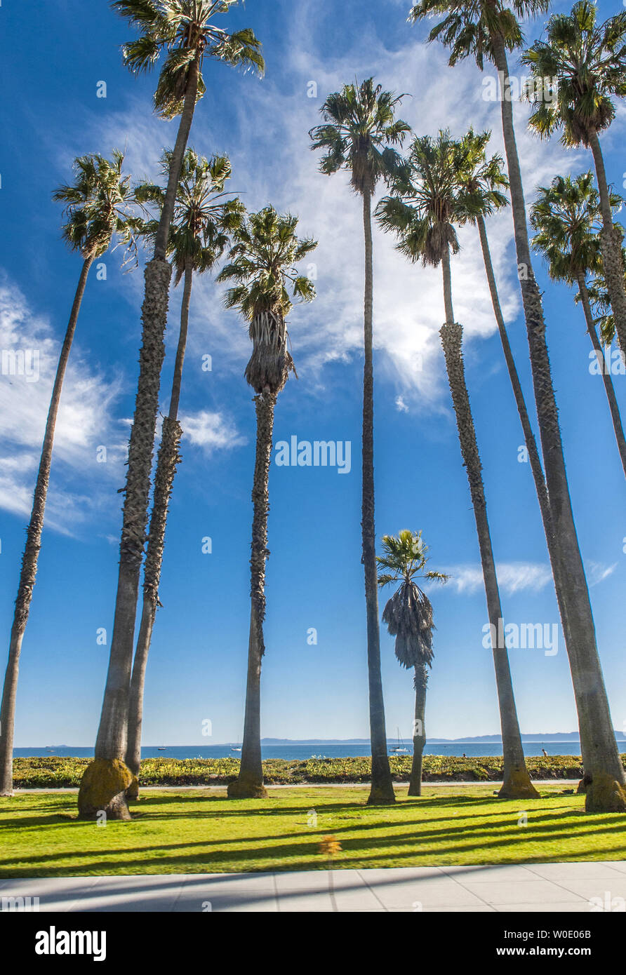 Stati Uniti, California, palme vicino al Santa Barbara beach Foto Stock