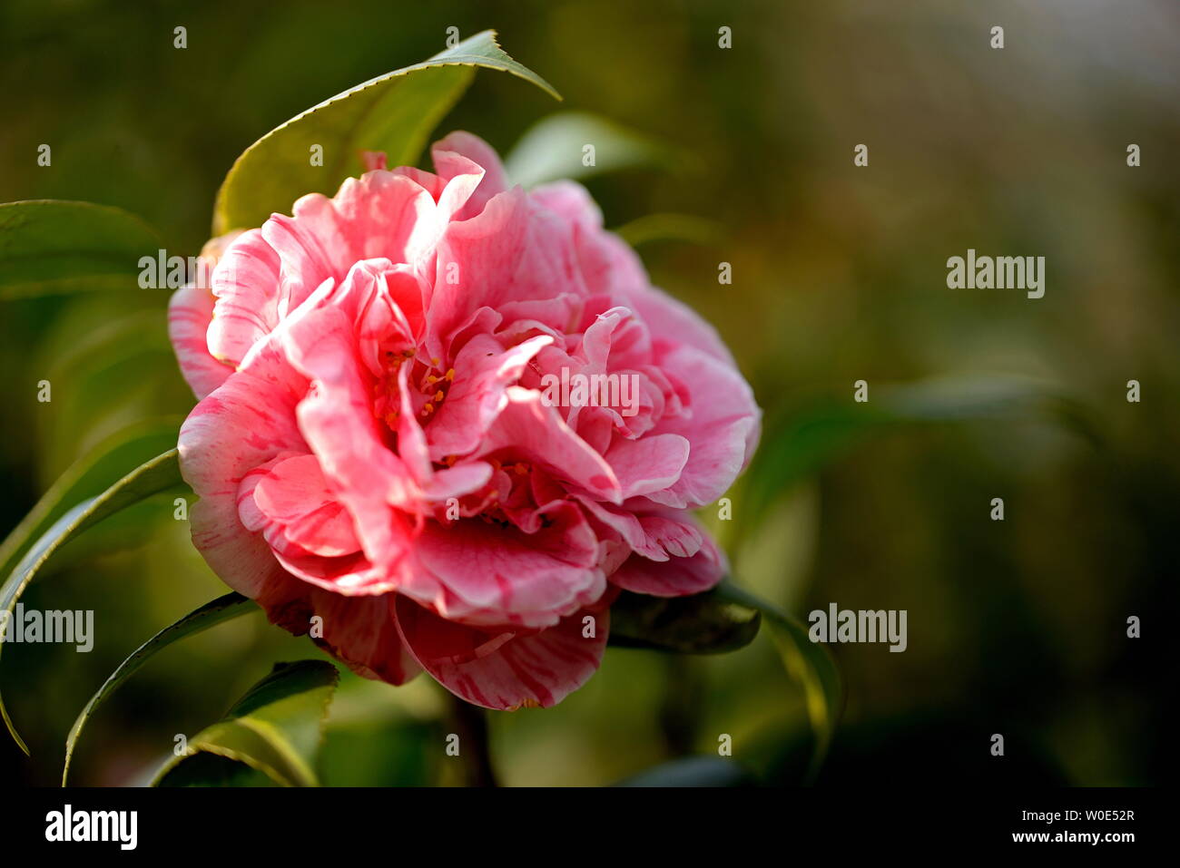 Camelia Foto Stock