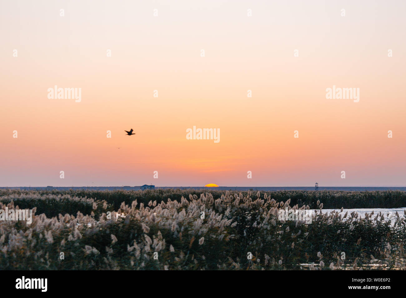La sconfinata reed del sorgere del sole in mare Juyan Foto Stock