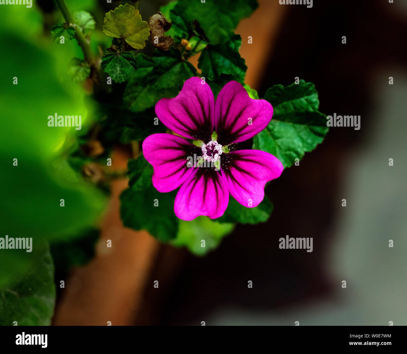 Bellissima Alcea rosea fiore (hollyhock comune) con bokeh di fondo scuro dello sfondo. Foto Stock