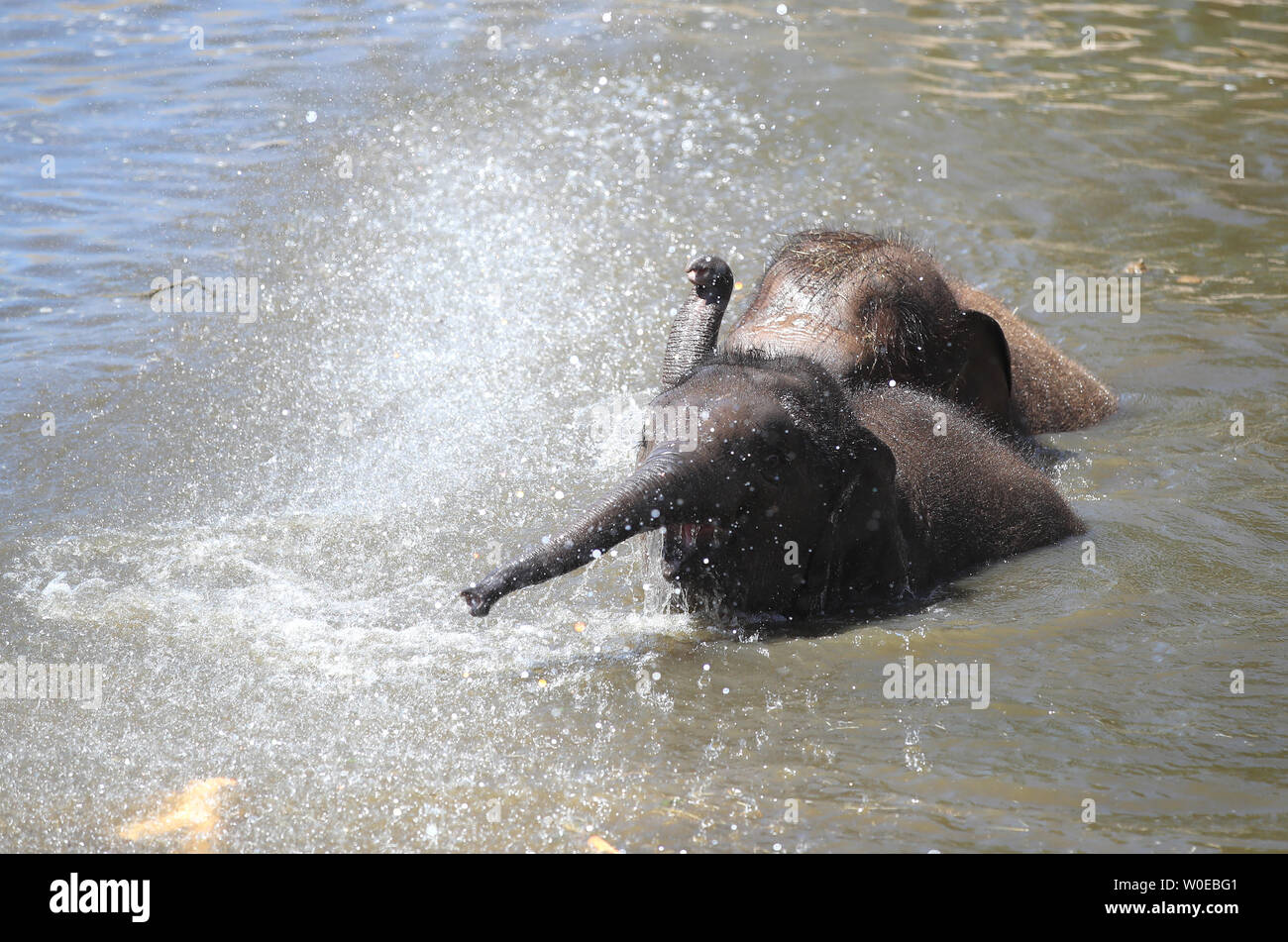 Gli elefanti giocare in acqua a Chester Zoo come le temperature continueranno ad aumentare in tutto il Regno Unito. Le temperature sono attesi a salire come alto come 31C (88F) questo fine settimana come un ondata di caldo diffondersi su parti di Europa si fa sentire in Gran Bretagna. Foto Stock