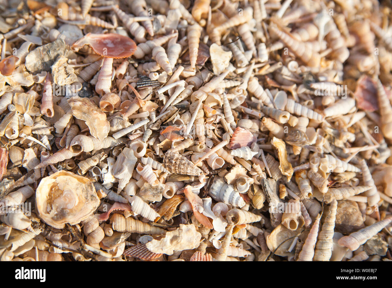 Una spiaggia pieno ricoperto di conchiglie Foto Stock