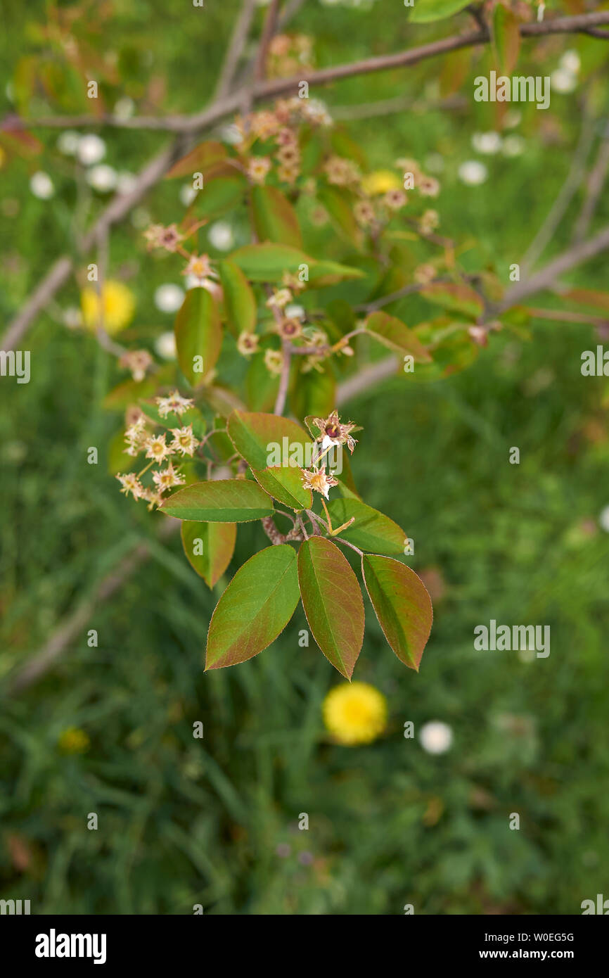 Amelanchier canadensis succursale con infiorescenza Foto Stock