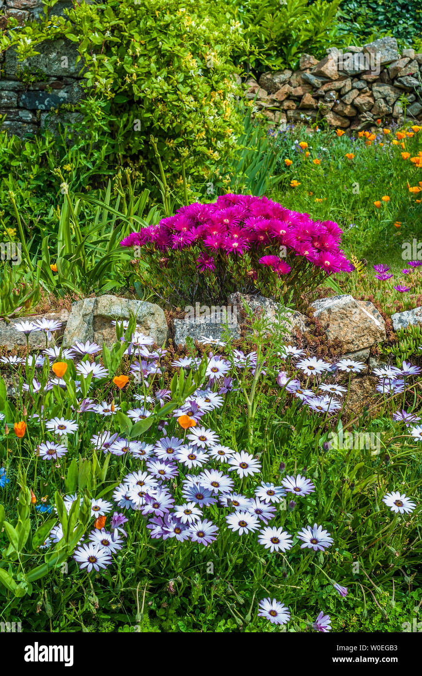 Francia, Bretagna Nevez, "Pays des pierres debout" (terra di pietre permanente), giardino fiorito nel villaggio Kercanic Foto Stock