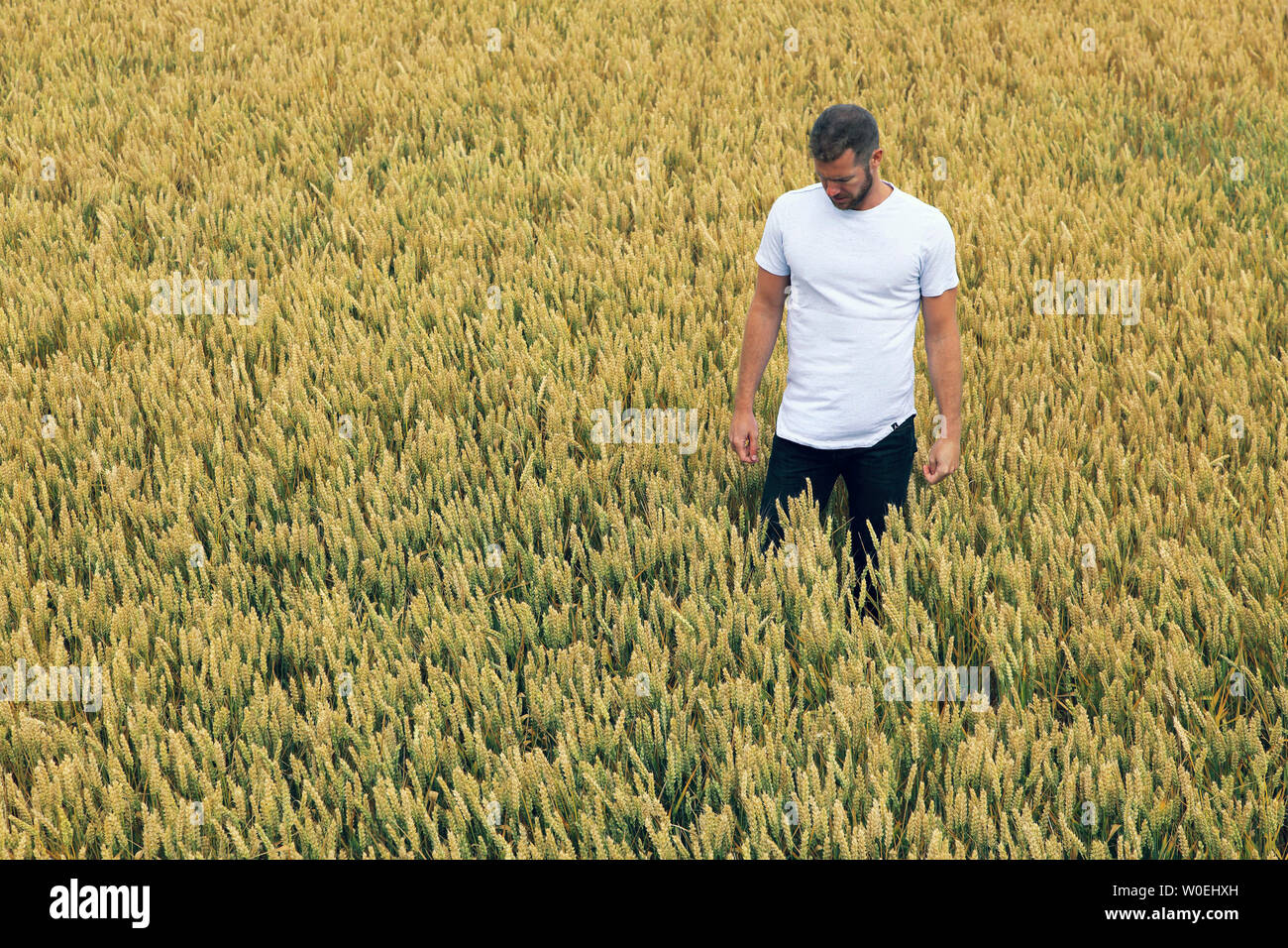 Giovane uomo in un campo di grano Foto Stock