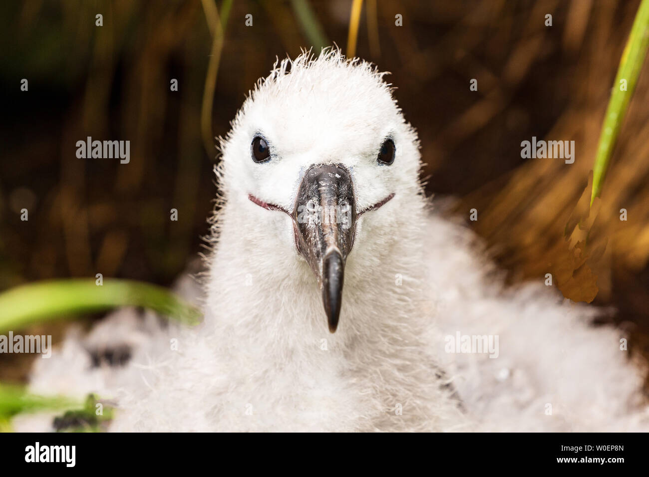 Nero browed albatross colonia su West Point Island, Falklands. Carino s pulcino bianco con piume di roverella e beady occhi neri guarda dritto verso la fotocamera Foto Stock