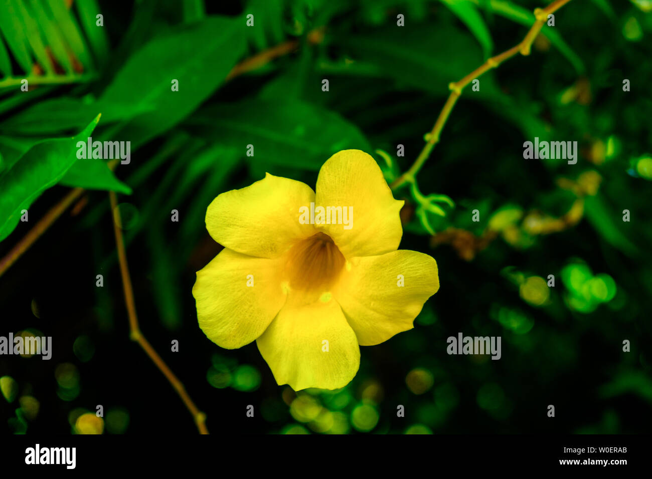 In prossimità di una sola campana gialla fiore in testa alle Blue Mountains, Giamaica Foto Stock