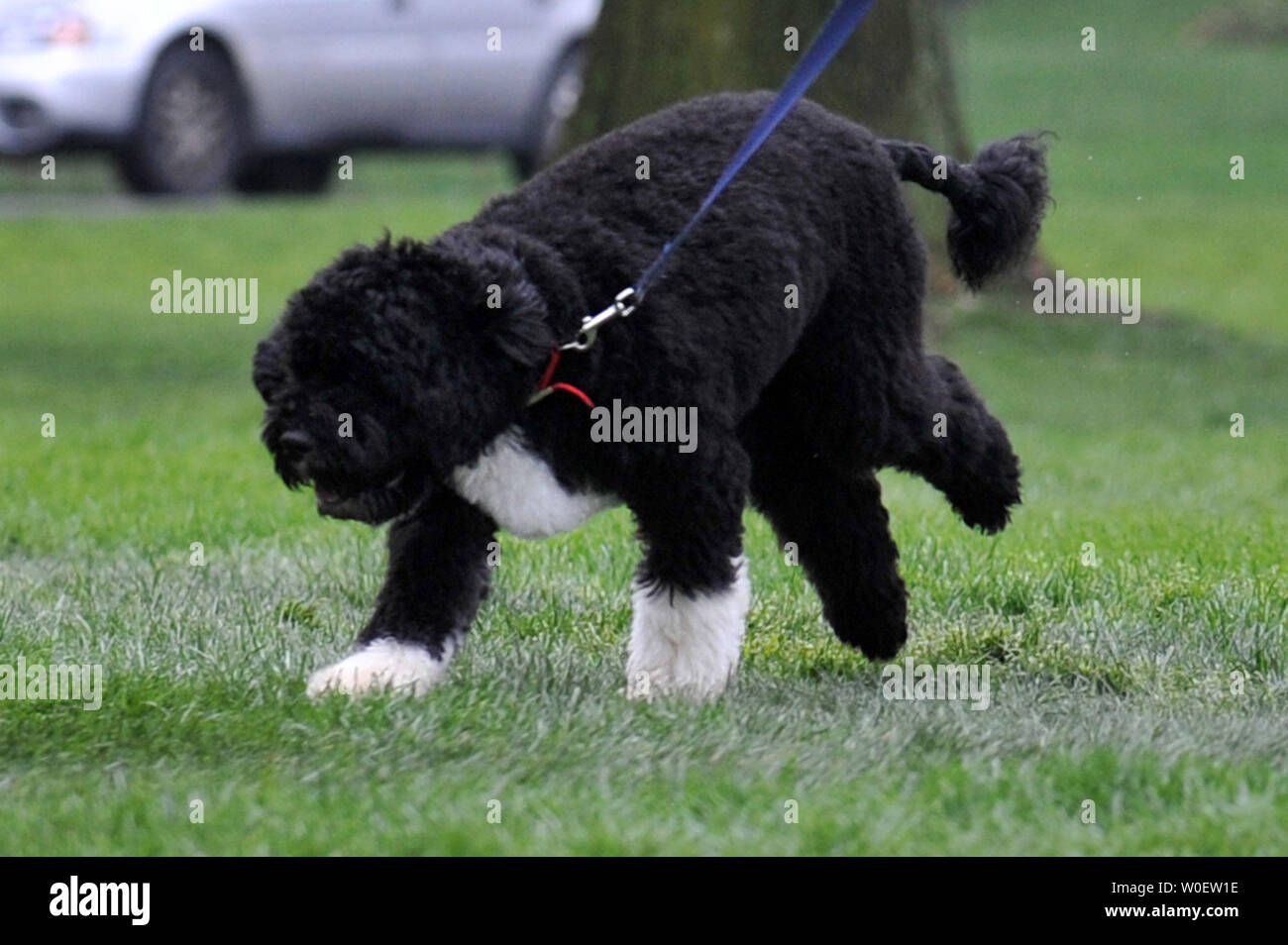 Il presidente Barack Obama e la sua famiglia è di nuovo cane, Bo, giocare sul prato Sud della Casa Bianca a Washington il 14 aprile 2009. Bo, un portoghese cane di acqua, è stata un dono per il Obama's dal Sen. Edward Kennedy (D-MA). (UPI foto/Kevin Dietsch) Foto Stock