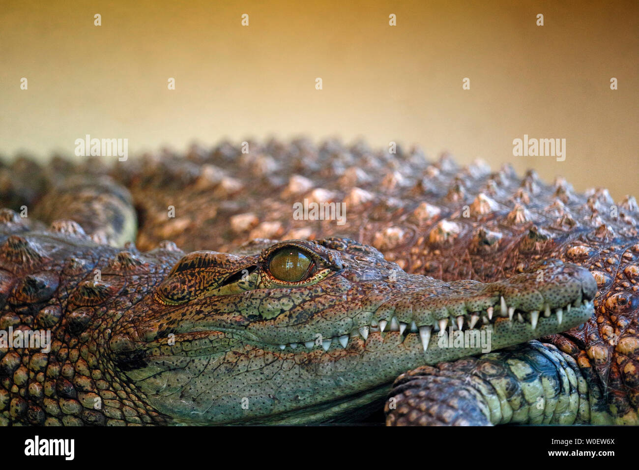 Close-up delle ganasce di un coccodrillo del Nilo (Crocodylus niloticus). Foto Stock