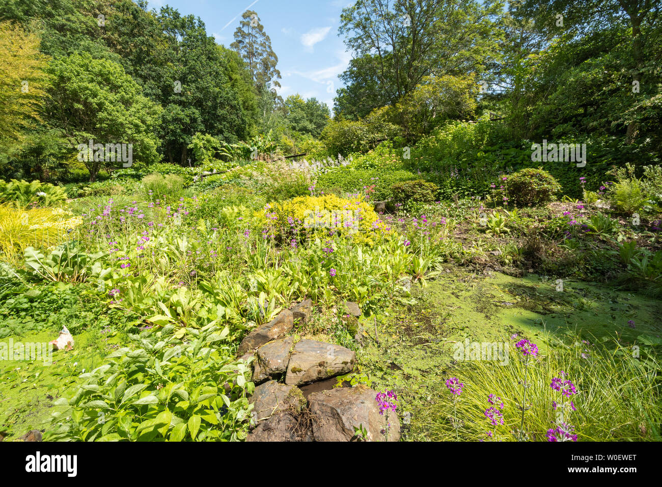 Sir Harold Hillier giardini, il Bog Garden nel giugno su una soleggiata giornata estiva, Hampshire, Regno Unito Foto Stock