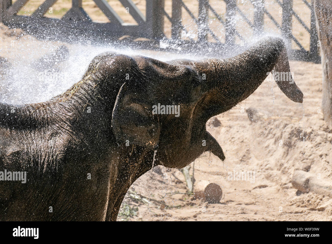 Bagnare gli elefanti asiatici a Blackpool, Lancashire, Regno Unito, rinfrescare gli animali allo zoo di Blackpool mentre i custodi danno a Kate, un elefante asiatico di 15 anni, una doccia potente. Kate soprannominata «cheeky» è uno di un gruppo di elefanti in un progetto di conservazione allo zoo. Lei sola tra la mandria si gode un lavaggio regolare intorno alle 14:00, prima di rotolare nella sabbia bagnata. Foto Stock