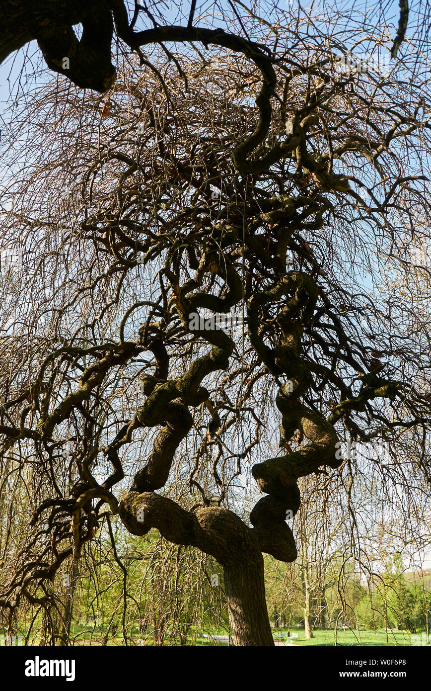 Styphnolobium japonicum pendula Foto Stock