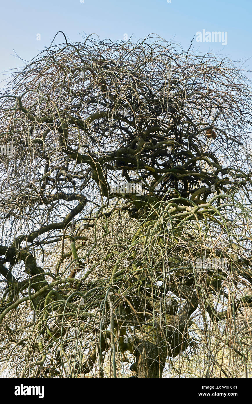 Styphnolobium japonicum pendula Foto Stock