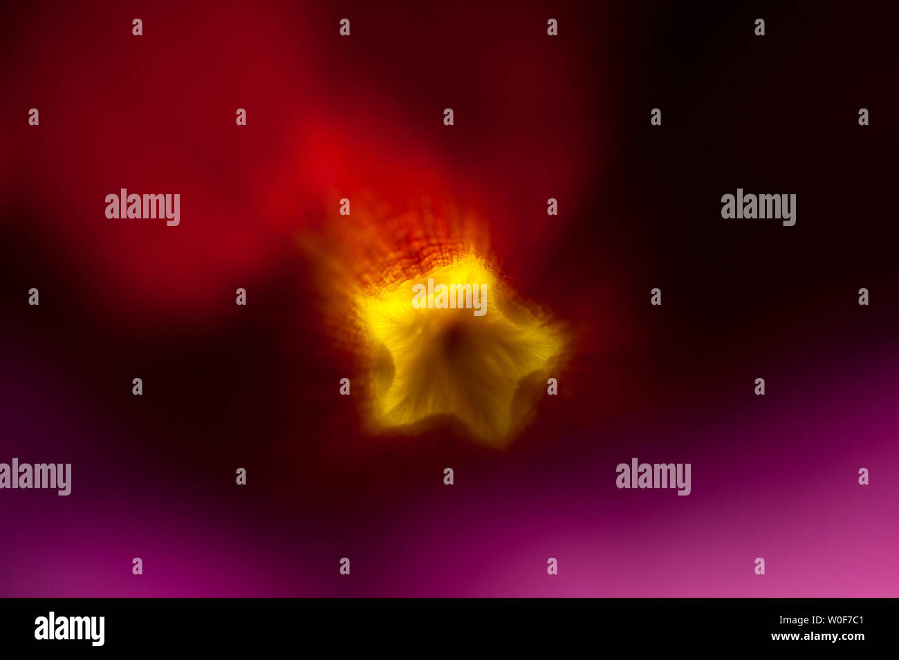 Alamanda viola il pistillo a plantation Guerlain, Mayotte, Francia Foto Stock