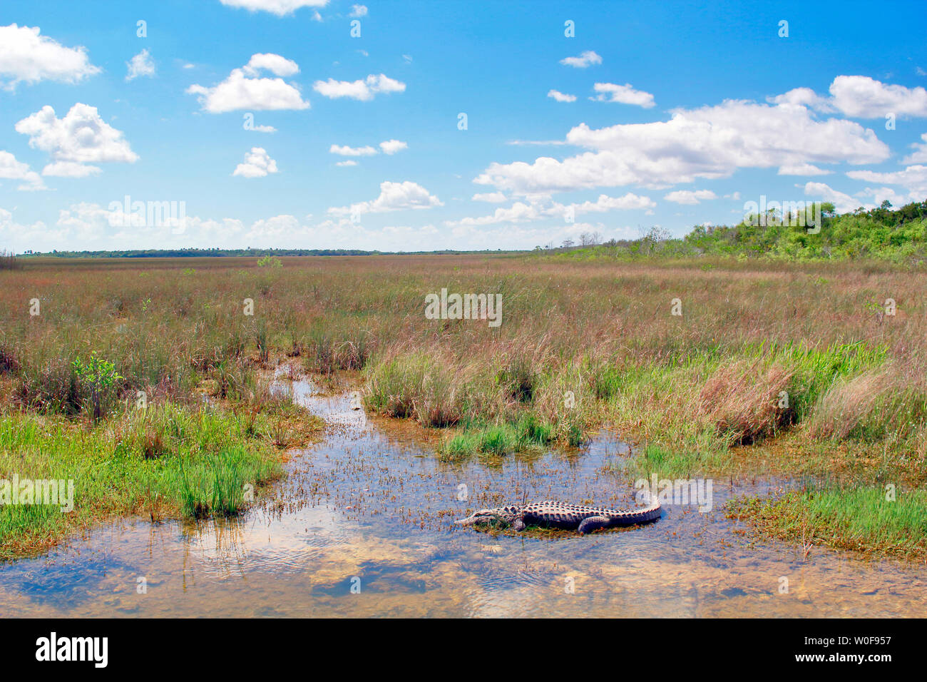 Stati Uniti d'America. Florida. Parco nazionale delle Everglades. Alligatore vicino all'entrata. Foto Stock