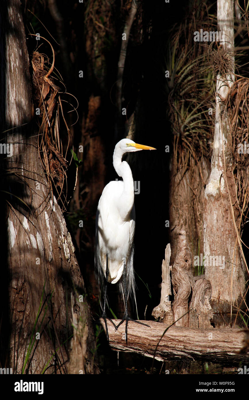 Stati Uniti d'America. Florida. Big Cypress National Preserve. Airone bianco maggiore. Foto Stock
