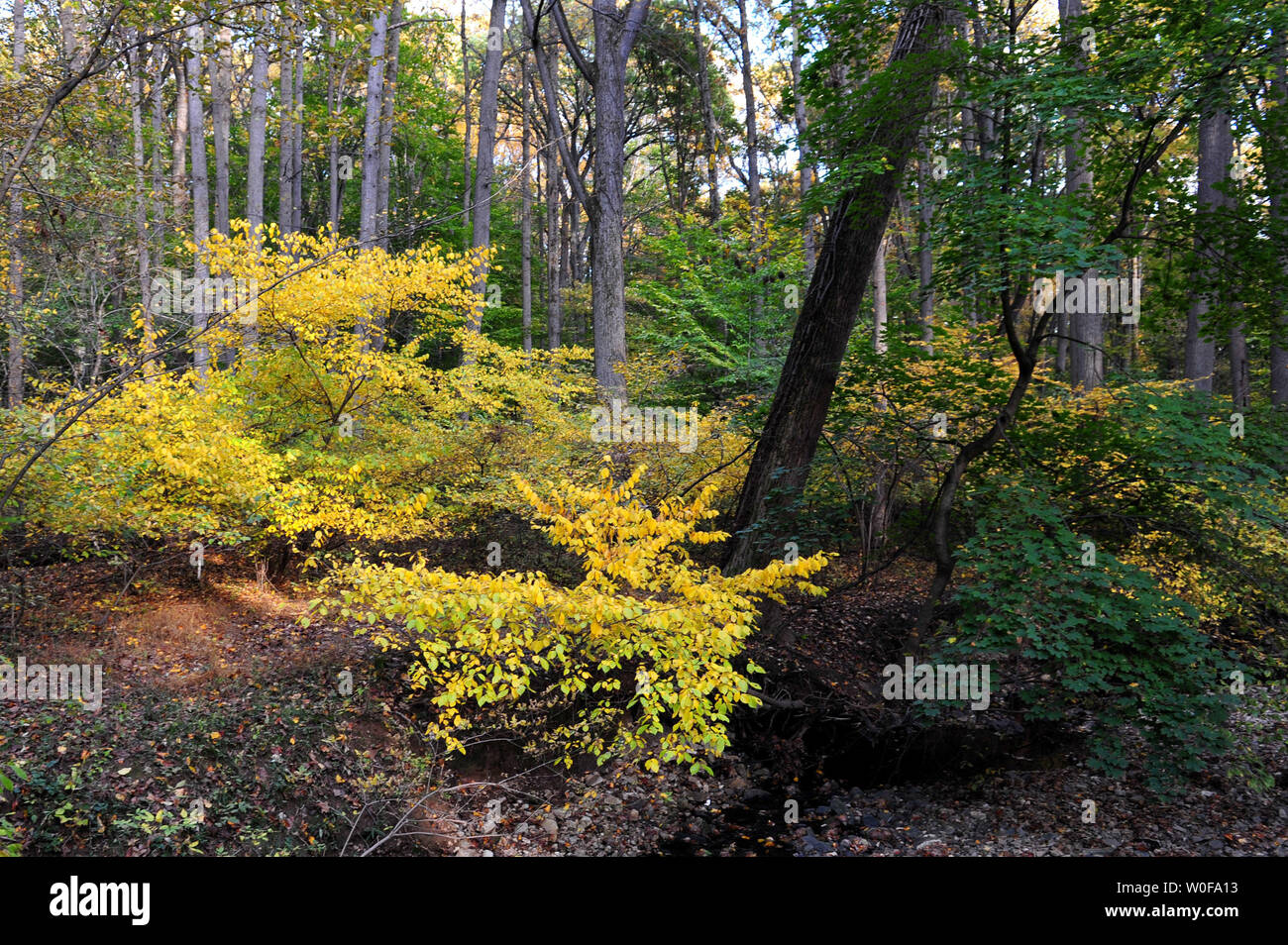 Il fogliame di autunno è visto in Rock Creek Park a Washington D.C. il 25 ottobre 2009. UPI/Kevin Dietsch Foto Stock