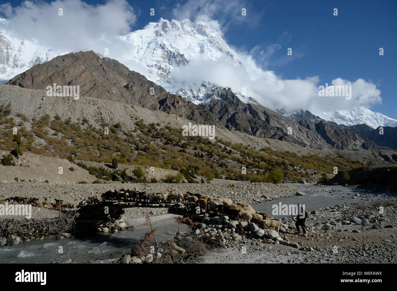 Il Pakistan, Gilgit Baltistan area, un pastore è di incrocio con la sua pecora il fiume Shaigiri a 3500m. alto alla parte inferiore del Nanga Parbat mountain (8126m). Foto Stock