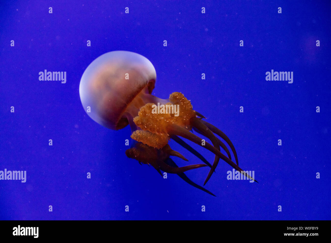 Meduse in acqua blu, Foto Stock