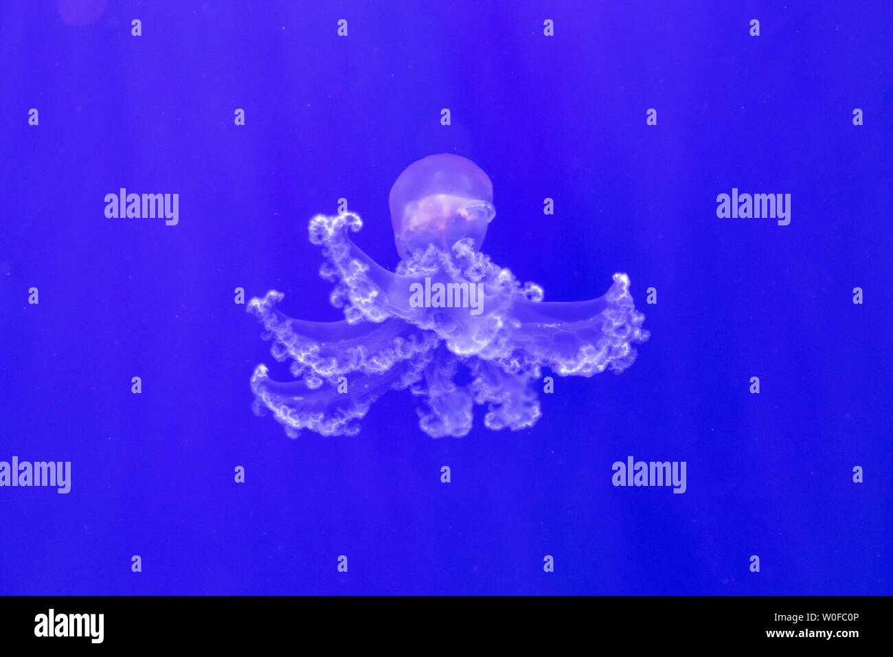 Meduse in acqua blu, Foto Stock