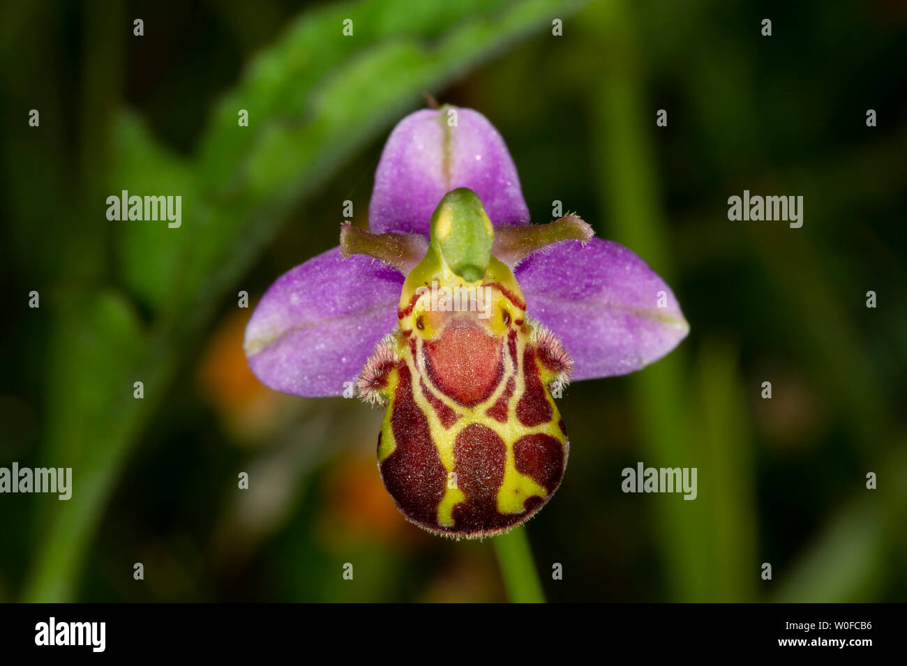 Un wild Bee Orchid (Ophrys apifera) nel sottobosco a Tophill bassa riserva naturale in East Yorkshire Foto Stock