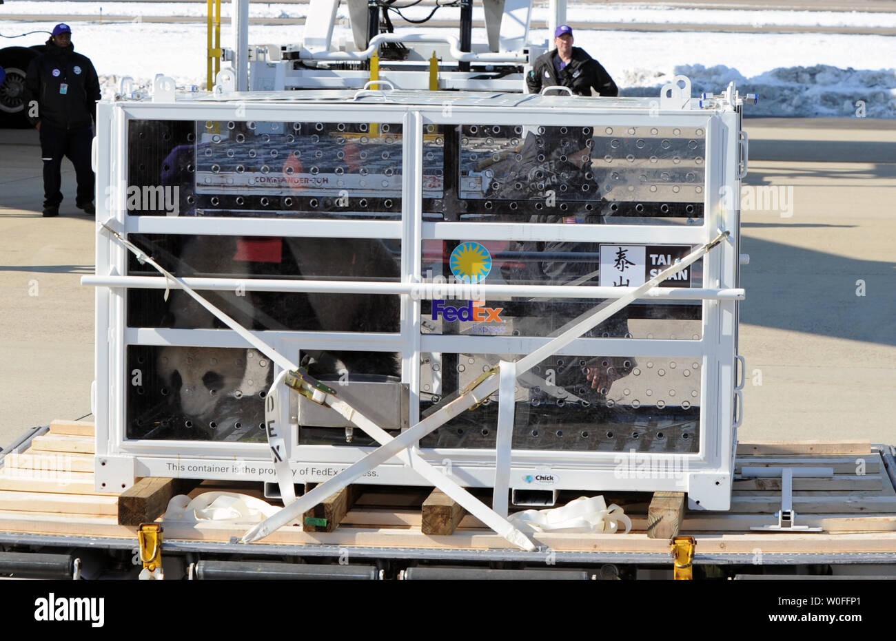 Tai Shan, un bambino di 4 anni maschio panda gigante, viene spostato in un FedEx Express 777 cargo aereo all'Aeroporto di Dulles a Dulles, Virginia il 4 febbraio 2010. Tai Shan e un altro di 3 anni panda femmina, Mei Lan, dallo Zoo di Atlanta, sarà trasportato sulla "FedEx Panda Express' a Chengdu, in Cina per entrare a far parte del paese allevamento e programma di conservazione. Entrambi i panda sono di proprietà del governo cinese e sono state affittate a gli Stati Uniti. UPI/Alexis C. Glenn. Foto Stock