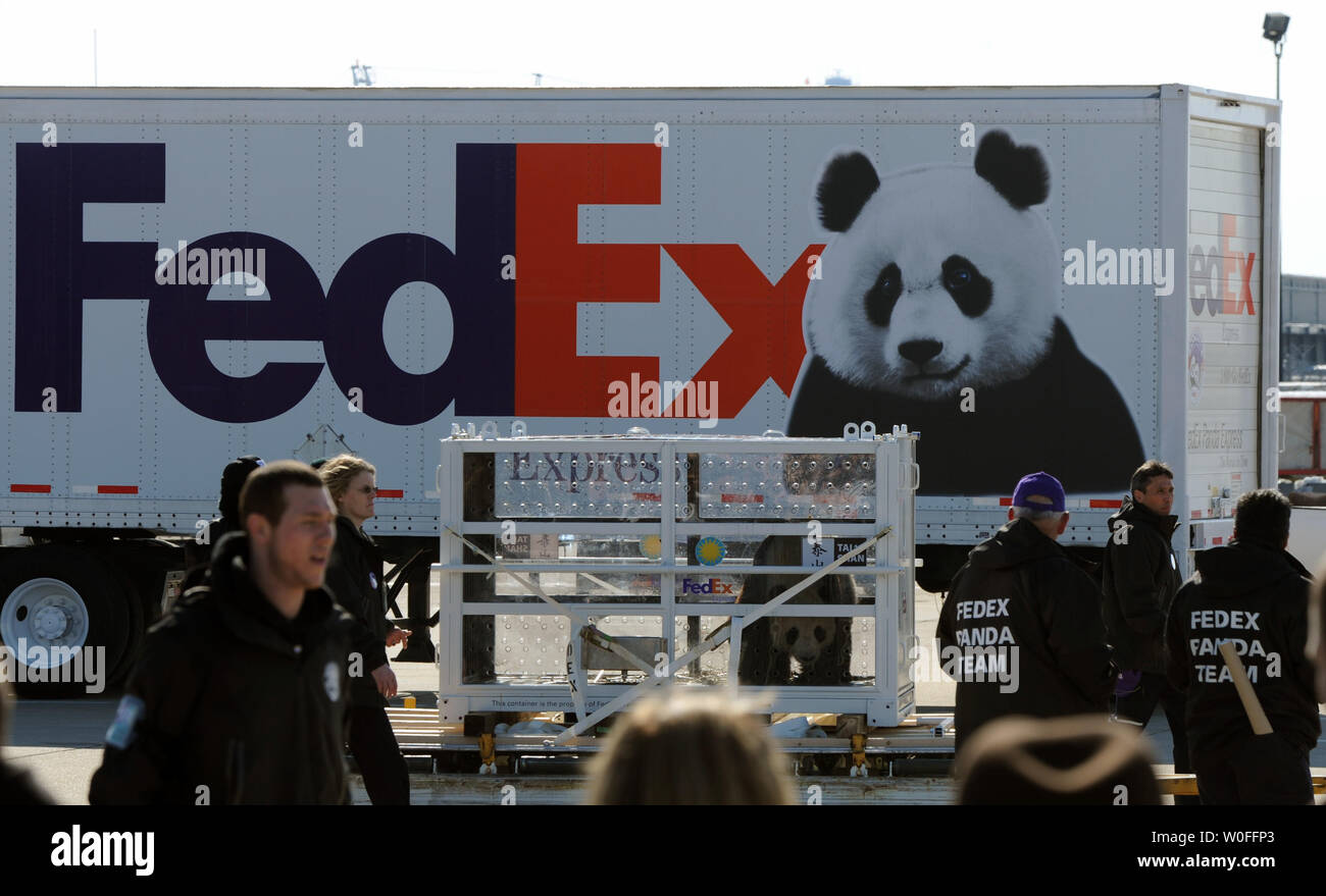 Tai Shan, un bambino di 4 anni maschio panda gigante, viene spostato in un FedEx Express 777 cargo aereo all'Aeroporto di Dulles a Dulles, Virginia il 4 febbraio 2010. Tai Shan e un altro di 3 anni panda femmina, Mei Lan, dallo Zoo di Atlanta, sarà trasportato sulla "FedEx Panda Express' a Chengdu, in Cina per entrare a far parte del paese allevamento e programma di conservazione. Entrambi i panda sono di proprietà del governo cinese e sono state affittate a gli Stati Uniti. UPI/Alexis C. Glenn. Foto Stock