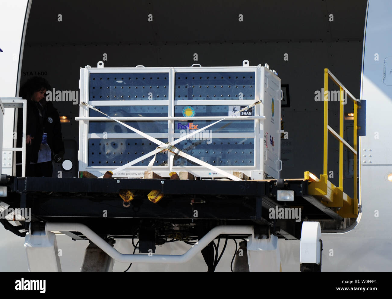 Tai Shan, un bambino di 4 anni maschio panda gigante, è sollevato in una FedEx Express 777 cargo aereo all'Aeroporto di Dulles a Dulles, Virginia il 4 febbraio 2010. Tai Shan e un altro di 3 anni panda femmina, Mei Lan, dallo Zoo di Atlanta, sarà trasportato sulla "FedEx Panda Express' a Chengdu, in Cina per entrare a far parte del paese allevamento e programma di conservazione. Entrambi i panda sono di proprietà del governo cinese e sono state affittate a gli Stati Uniti. UPI/Alexis C. Glenn. Foto Stock