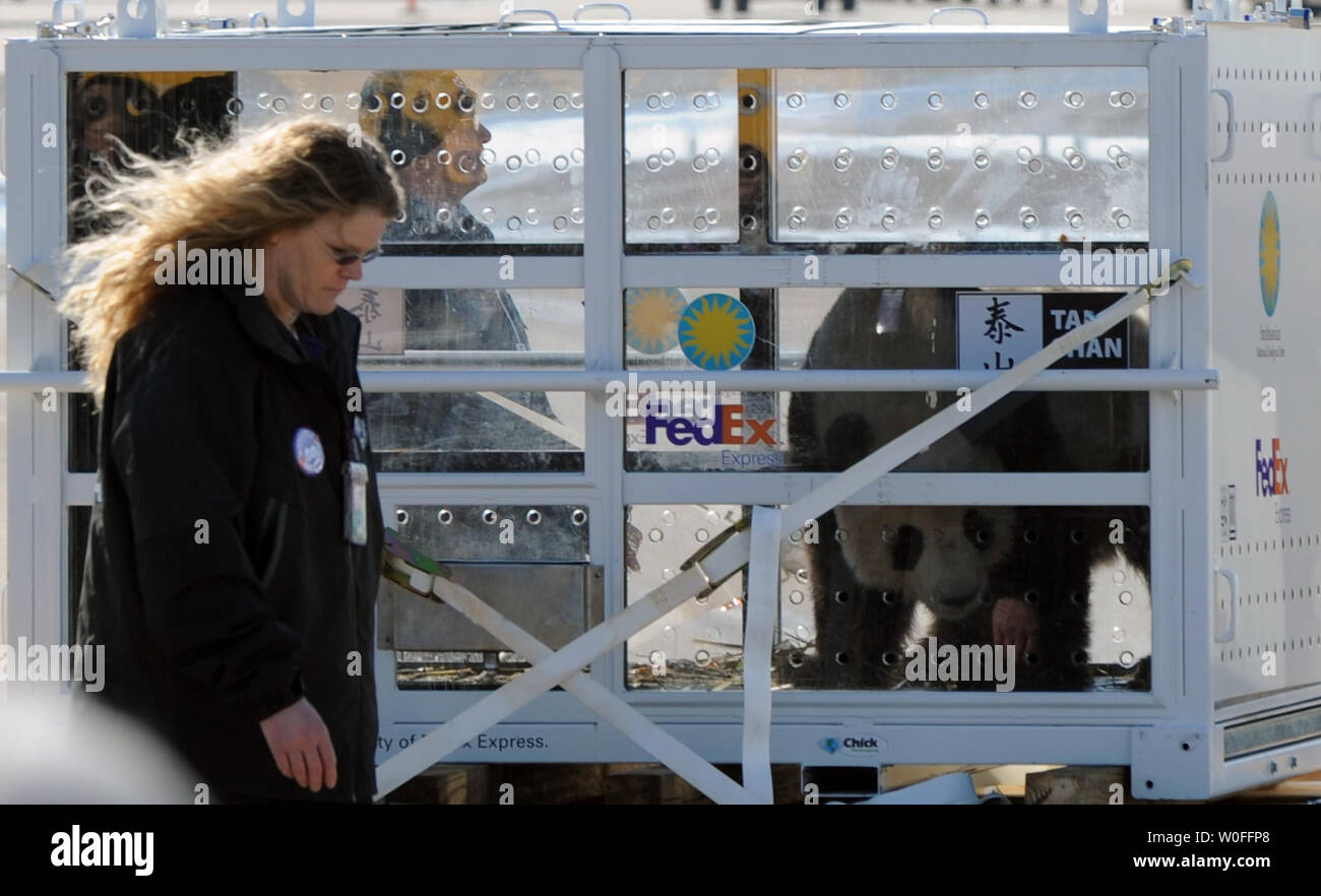 Tai Shan, un bambino di 4 anni maschio panda gigante, viene spostato in un FedEx Express 777 cargo aereo all'Aeroporto di Dulles a Dulles, Virginia il 4 febbraio 2010. Tai Shan e un altro di 3 anni panda femmina, Mei Lan, dallo Zoo di Atlanta, sarà trasportato sulla "FedEx Panda Express' a Chengdu, in Cina per entrare a far parte del paese allevamento e programma di conservazione. Entrambi i panda sono di proprietà del governo cinese e sono state affittate a gli Stati Uniti. UPI/Alexis C. Glenn. Foto Stock