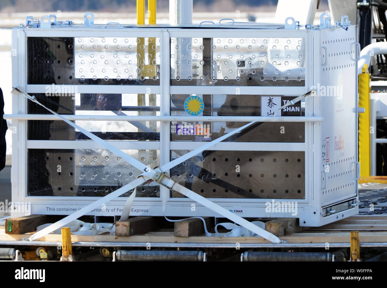 Tai Shan, un bambino di 4 anni maschio panda gigante, viene spostato in un FedEx Express 777 cargo aereo all'Aeroporto di Dulles a Dulles, Virginia il 4 febbraio 2010. Tai Shan e un altro di 3 anni panda femmina, Mei Lan, dallo Zoo di Atlanta, sarà trasportato sulla "FedEx Panda Express' a Chengdu, in Cina per entrare a far parte del paese allevamento e programma di conservazione. Entrambi i panda sono di proprietà del governo cinese e sono state affittate a gli Stati Uniti. UPI/Alexis C. Glenn. Foto Stock