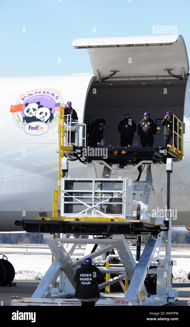 Tai Shan, un bambino di 4 anni maschio panda gigante, è sollevato in una FedEx Express 777 cargo aereo all'Aeroporto di Dulles a Dulles, Virginia il 4 febbraio 2010. Tai Shan e un altro di 3 anni panda femmina, Mei Lan, dallo Zoo di Atlanta, sarà trasportato sulla "FedEx Panda Express' a Chengdu, in Cina per entrare a far parte del paese allevamento e programma di conservazione. Entrambi i panda sono di proprietà del governo cinese e sono state affittate a gli Stati Uniti. UPI/Alexis C. Glenn. Foto Stock