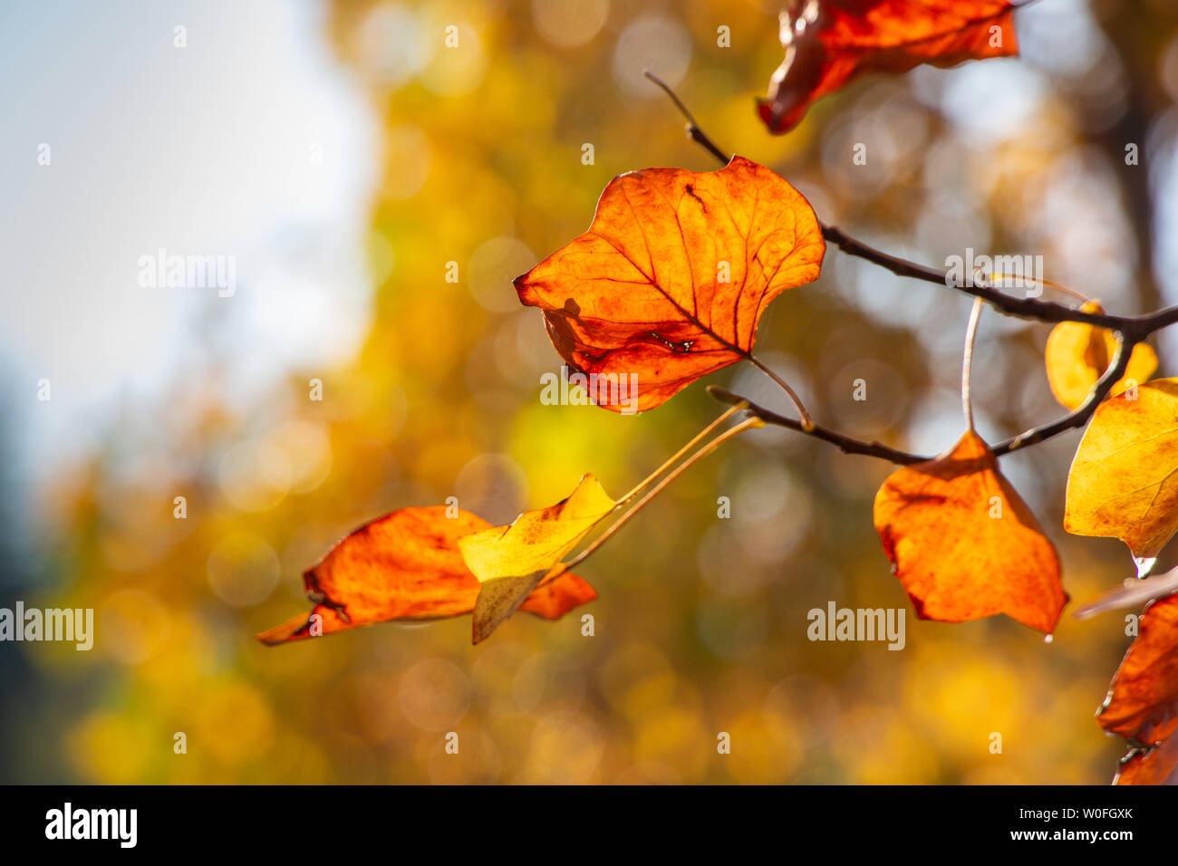Colori d'autunno Foto Stock