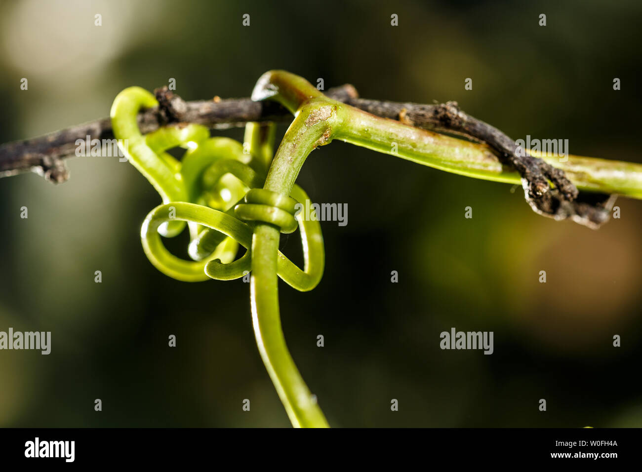 Il green link. Close-up di vigna viticcio agganciata su un ramo di un albero di prugna. Foto Stock