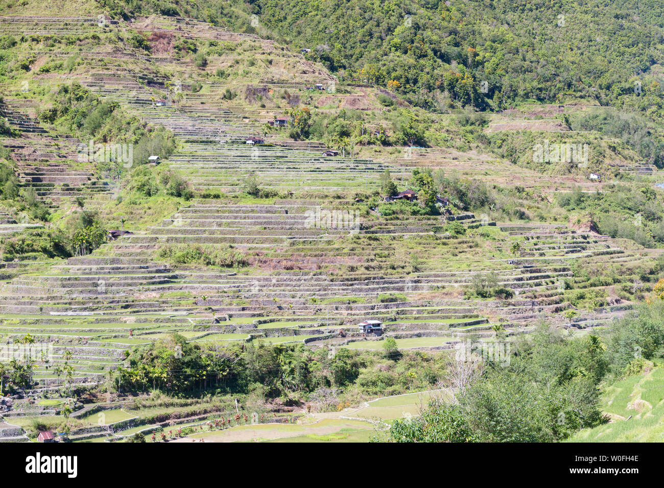 Hapao terrazze di riso, nei pressi di Banaue, Filippine Foto Stock