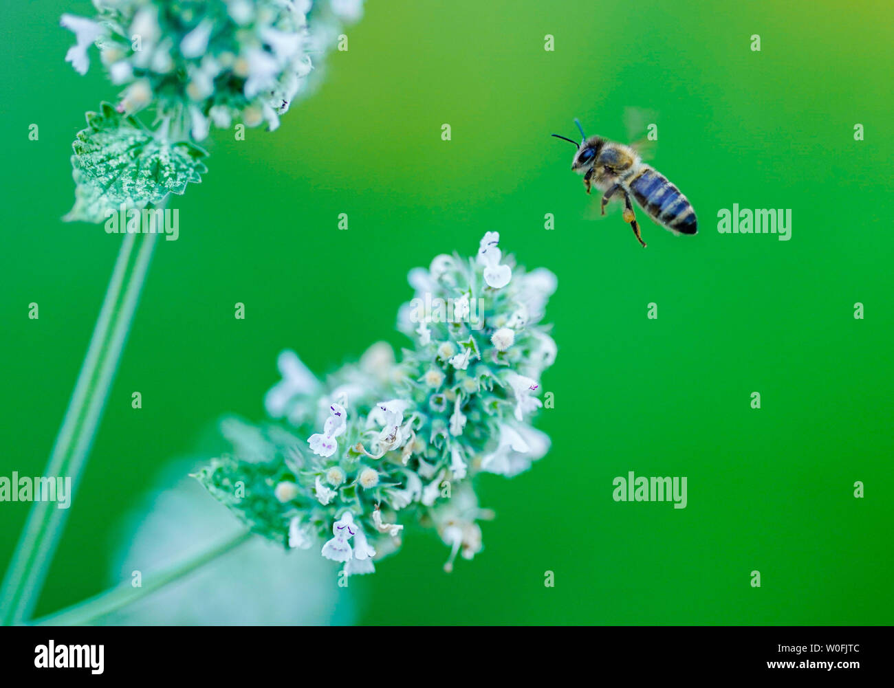 Heidelberg, Germania. Il 27 giugno, 2019. Accanto ai fiori di un bianco balsamo, un insetto vola in farmacia il giardino del Museo della Farmacia. La semina è basato sullo storico impianto di libri. Credito: Uwe Anspach/dpa/Alamy Live News Foto Stock