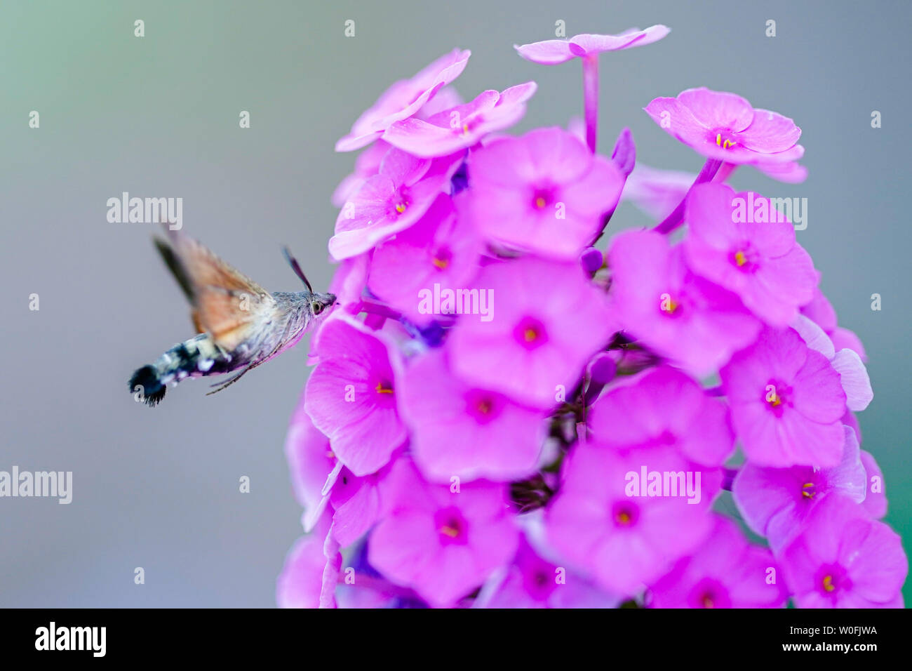 Heidelberg, Germania. Il 27 giugno, 2019. Un falco vola a fiori di un fiore di fiamma in farmacia il giardino del Museo della Farmacia. La semina è basato sullo storico impianto di libri. Credito: Uwe Anspach/dpa/Alamy Live News Foto Stock