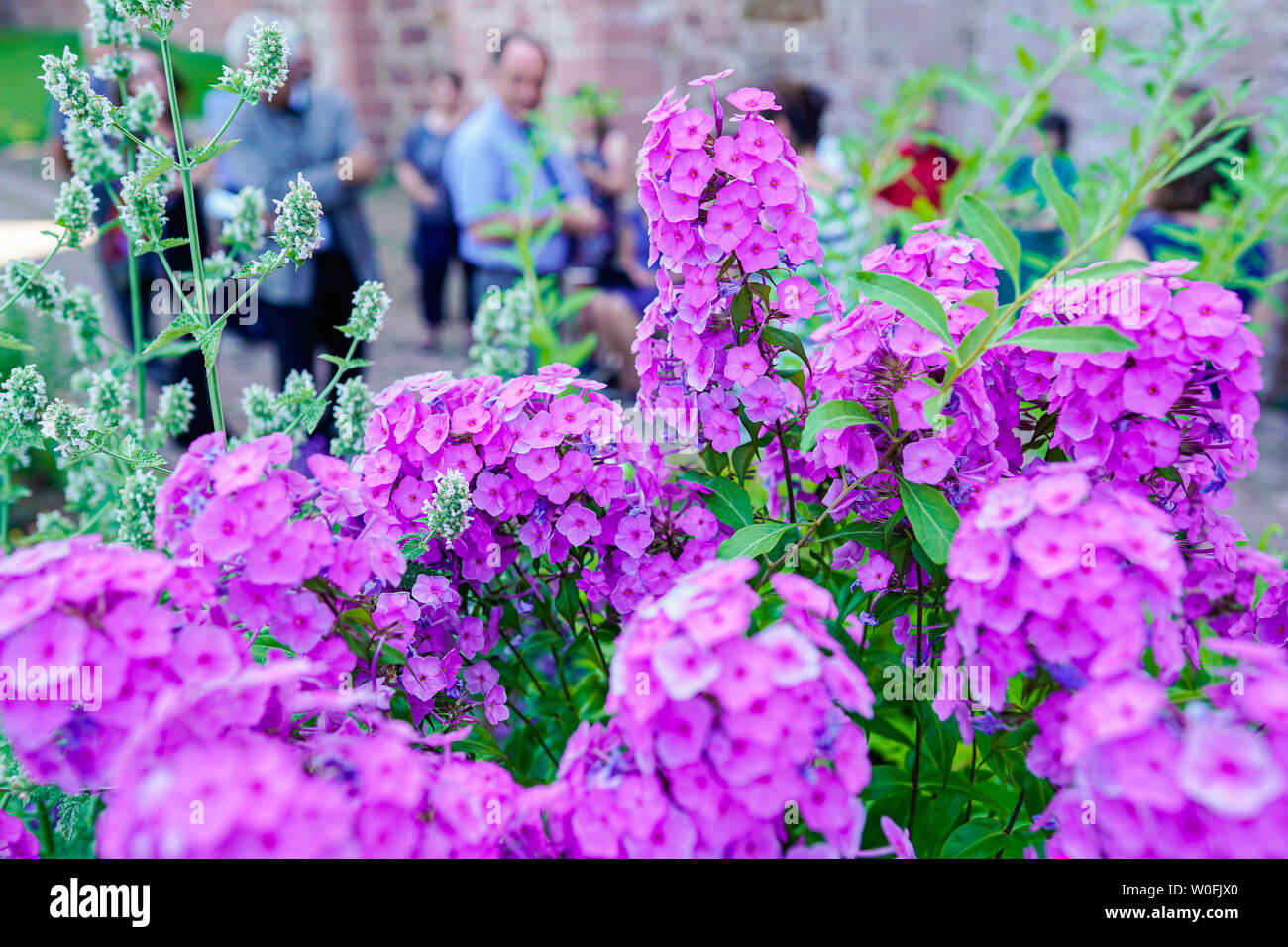 Heidelberg, Germania. Il 27 giugno, 2019. Visitatori stand in farmacia il giardino del Museo della Farmacia dietro i fiori di un fiore di fiamma. La semina è basato sullo storico impianto di libri. Credito: Uwe Anspach/dpa/Alamy Live News Foto Stock