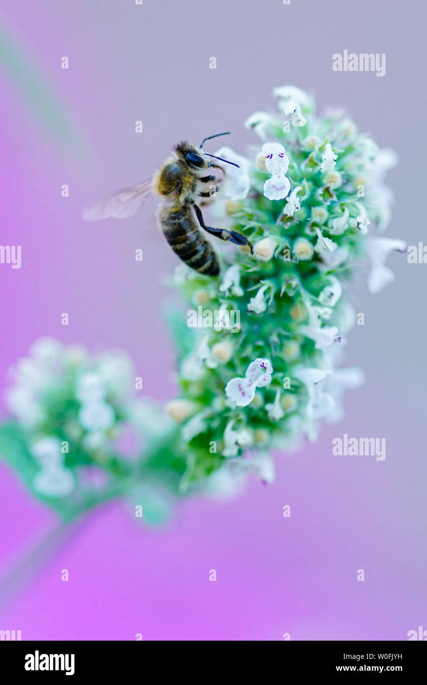 Heidelberg, Germania. Il 27 giugno, 2019. Un insetto può essere visto sui fiori di un balsamo bianco in farmacia il giardino del Museo della Farmacia. La semina è basato sullo storico impianto di libri. Credito: Uwe Anspach/dpa/Alamy Live News Foto Stock